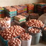 Poultry Farming Powered By HOPEE Foundation International
