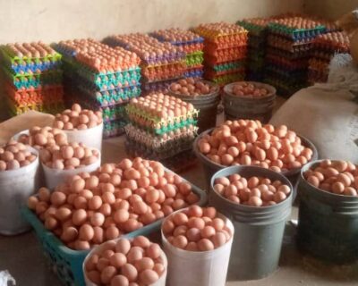 Poultry Farming Powered By HOPEE Foundation International