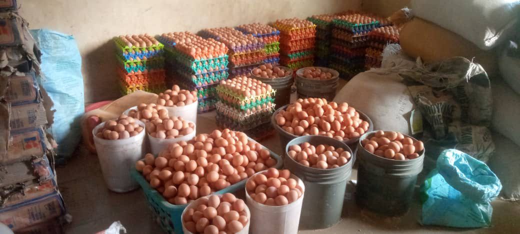 Poultry Farming Powered By HOPEE Foundation International